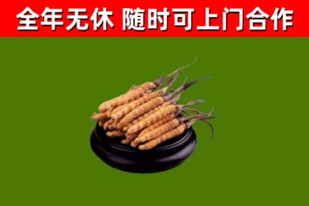 临沧回收冬虫夏草