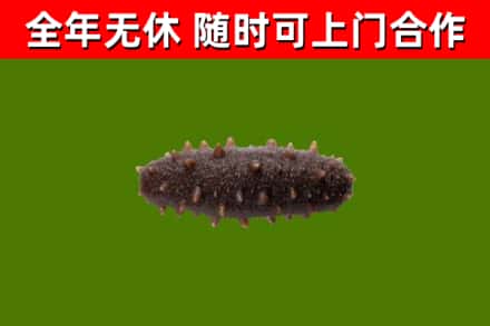 临沧回收海参干